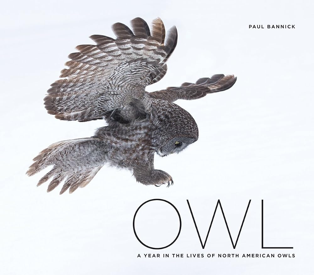 Owl: A Year in the Lives of North American Owls cover image